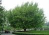 Kép 1/5 - Ginkgo biloba / Páfrányfenyő