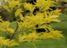 Kép 2/4 - Gleditsia triacanthos Sunburst / Sárga levelű lepényfa