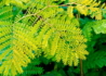 Kép 4/4 - Gleditsia triacanthos Sunburst / Sárga levelű lepényfa