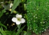 Kép 1/3 - Gratiola officinalis / Csikorgófű
