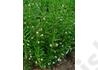 Kép 3/3 - Gratiola officinalis / Csikorgófű