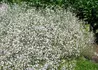 Kép 2/4 - Gypsophila paniculata Fairly Perfect / Buglyos fátyolvirág Rezgő