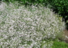 Kép 2/4 - Gypsophila paniculata Fairly Perfect / Buglyos fátyolvirág Rezgő