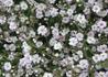 Kép 3/4 - Gypsophila paniculata Fairly Perfect / Buglyos fátyolvirág Rezgő