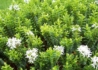 Kép 1/4 - Hebe buxifolia nana / Veronikacserje
