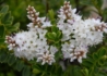 Kép 2/4 - Hebe buxifolia nana / Veronikacserje