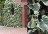 Kép 1/2 - Hedera algeriensis Gloire de Marengo / Tarka levelű kanári szigeteki borostyán