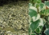 Kép 2/2 - Hedera algeriensis Gloire de Marengo / Tarka levelű kanári szigeteki borostyán