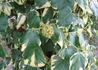 Kép 1/3 - Hedera colchica Dentata Variegata / Tarka levelű kaukázusi borostyán