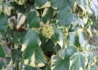Kép 1/3 - Hedera colchica Dentata Variegata / Tarka levelű kaukázusi borostyán