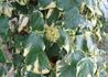 Kép 1/3 - Hedera colchica Dentata Variegata / Tarka levelű kaukázusi borostyán