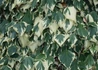 Kép 2/3 - Hedera colchica Dentata Variegata / Tarka levelű borostyán