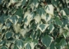 Kép 2/3 - Hedera colchica Dentata Variegata / Tarka levelű borostyán