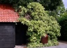 Kép 3/3 - Hedera colchica Dentata Variegata / Tarka levelű borostyán