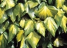 Kép 1/3 - Hedera colchica Sulphur Heart / Sárga tarka levelű kaukázusi borostyán