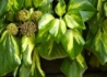 Kép 2/3 - Hedera colchica Sulphur Heart / Sárga tarka levelű borostyán