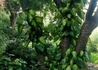 Kép 3/3 - Hedera colchica Sulphur Heart / Sárga tarka levelű borostyán