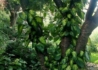 Kép 3/3 - Hedera colchica Sulphur Heart / Sárga tarka levelű borostyán