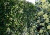 Kép 2/2 - Hedera helix Arborescens / Erdei borostyán