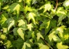 Kép 1/2 - Hedera helix Goldheart / Sárga-tarka levelű borostyán