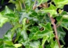 Kép 2/2 - Hedera helix Ivalace / Fodros levelű borostyán