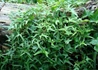 Kép 2/2 - Hedera helix Sagittifolia / Szeldelt levelű borostyán