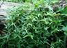 Kép 2/2 - Hedera helix Sagittifolia / Szeldelt levelű borostyán