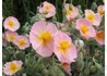 Kép 1/2 - Helianthemum hybridum wisley pink / Világos rózsaszín napvirág