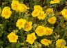 Kép 1/4 - Helianthemum hybridum Ben Fhada / Sárga napvirág