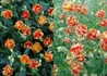 Kép 1/2 - Helianthemum hybridum Birch Double / Piros sárga napvirág