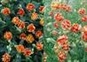 Kép 1/2 - Helianthemum hybridum Birch Double / Piros sárga napvirág