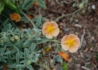 Kép 2/4 - Helianthemum hybridum Cheviot / Barackszínű napvirág