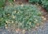 Kép 3/4 - Helianthemum hybridum Cheviot / Barackszínű napvirág