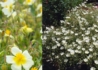 Kép 1/2 - Helianthemum hybridum Elfenbein Glanz / Fehér napvirág