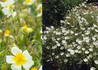 Kép 1/2 - Helianthemum hybridum Elfenbein Glanz / Fehér napvirág