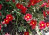 Kép 1/2 - Helianthemum hybridum Elisabeth / Cseresznyepiros napvirág