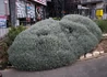 Kép 1/4 - Helichrysum italicum / Curryfű - Olasz Szalmagyopár