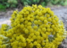 Kép 2/4 - Helichrysum italicum / Curryfű - Olasz Szalmagyopár