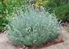 Kép 3/4 - Helichrysum italicum / Curryfű - Olasz Szalmagyopár
