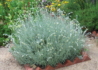 Kép 3/4 - Helichrysum italicum / Curryfű - Olasz Szalmagyopár