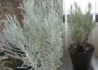Kép 4/4 - Helichrysum italicum / Curryfű - Olasz Szalmagyopár