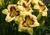 Kép 1/3 - Hemerocallis El Desperado / Sásliliom krémsárga piros
