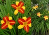 Kép 1/2 - Hemerocallis Frans Hals / Sárga barnásvörös Sásliliom
