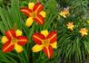 Kép 1/2 - Hemerocallis Frans Hals / Sárga barnásvörös Sásliliom
