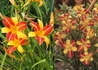 Kép 2/2 - Hemerocallis Frans Hals / Sárga barnásvörös Sásliliom