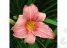 Kép 1/2 - Hemerocallis Prairie Belle / Mély Rózsaszín, Fehér Sásliliom