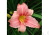 Kép 1/2 - Hemerocallis Prairie Belle / Mély Rózsaszín, Fehér Sásliliom