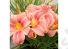 Kép 2/2 - Hemerocallis Prairie Belle / Mély Rózsaszín, Fehér Sásliliom