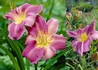 Kép 1/3 - Hemerocallis Prairie Blue Eyes / Sásliliom liláskék