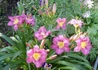 Kép 2/3 - Hemerocallis Prairie Blue Eyes / Sásliliom liláskék